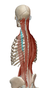 頸腸肋筋